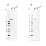 Atlas Antibodies Anti-NLRP2 Antibody