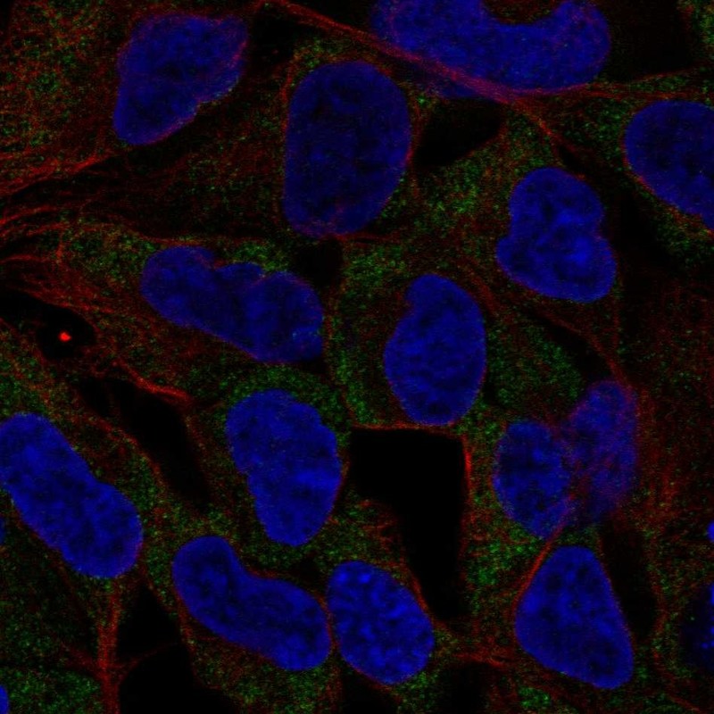 Atlas Antibodies Anti-NLRP11 Antibody