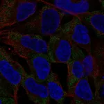 Atlas Antibodies Anti-NLRP11 Antibody