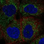 Atlas Antibodies Anti-NLRP4 Antibody