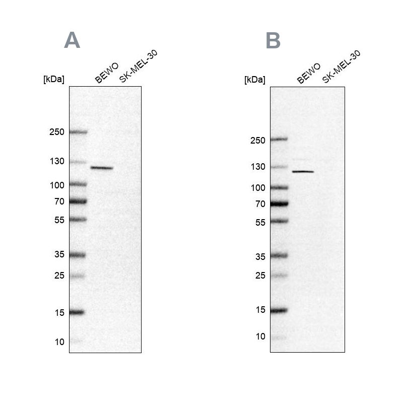 Atlas Antibodies Anti-NLRP2 Antibody