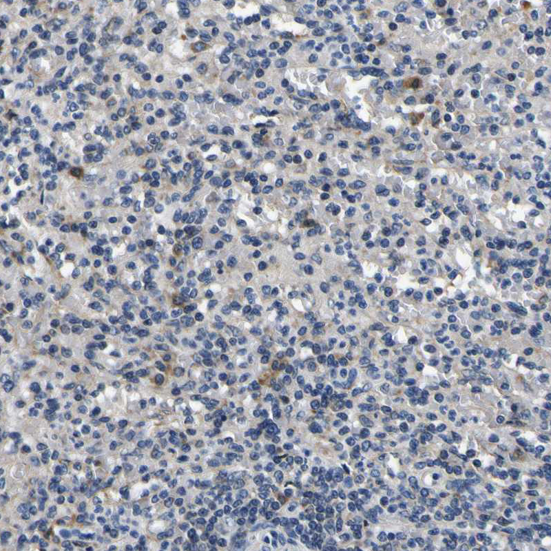 Atlas Antibodies Anti-NLRP3 Antibody