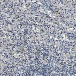 Atlas Antibodies Anti-NLRP3 Antibody