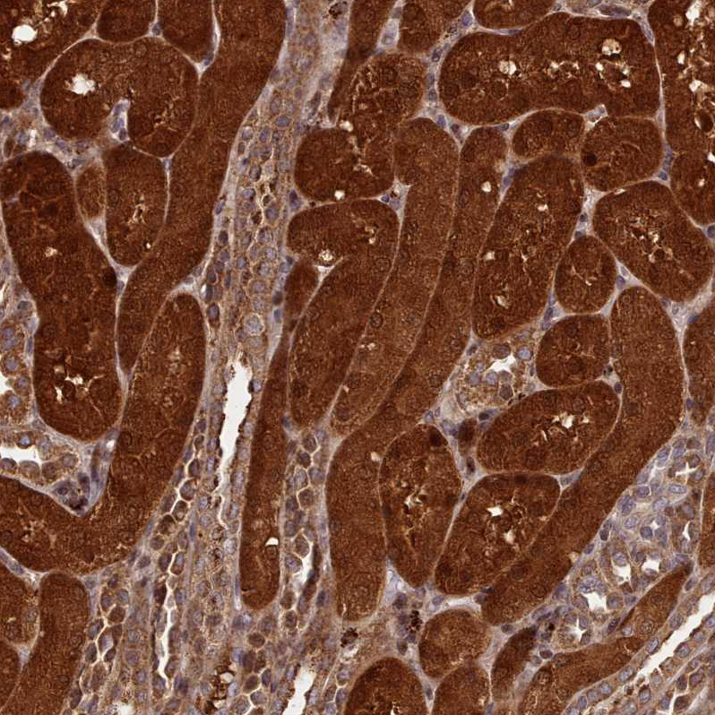 Atlas Antibodies Anti-NLRP7 Antibody