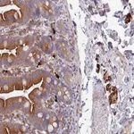 Atlas Antibodies Anti-NLRP6 Antibody
