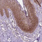Atlas Antibodies Anti-NLRX1 Antibody