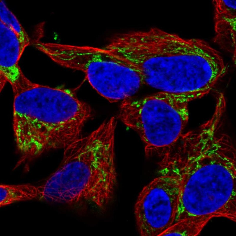 Atlas Antibodies Anti-NME4 Antibody