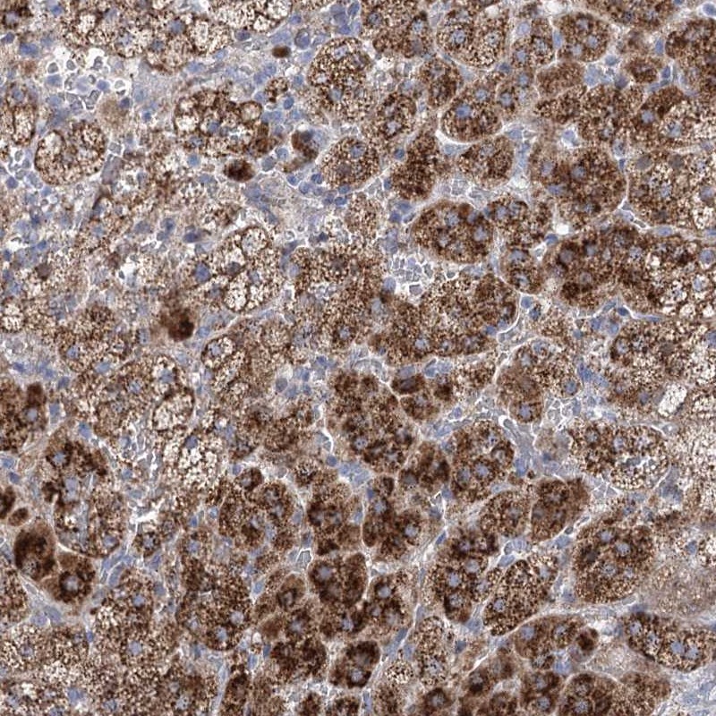 Atlas Antibodies Anti-NME7 Antibody