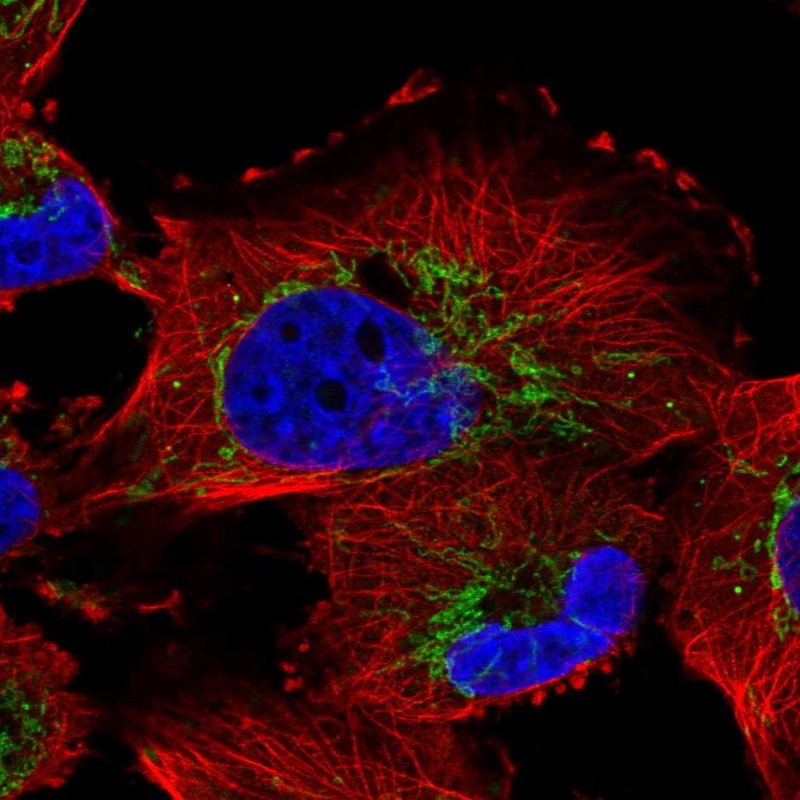Atlas Antibodies Anti-NME7 Antibody
