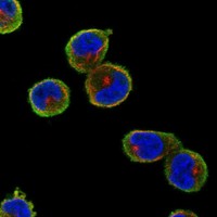 Atlas Antibodies Anti-NME8 Antibody