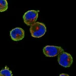 Atlas Antibodies Anti-NME8 Antibody