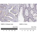 Atlas Antibodies Anti-NME9 Antibody