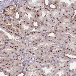 Atlas Antibodies Anti-NMNAT1 Antibody