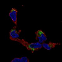 Atlas Antibodies Anti-NMNAT2 Antibody