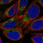 Atlas Antibodies Anti-NMNAT3 Antibody