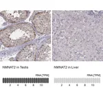 Atlas Antibodies Anti-NMNAT2 Antibody
