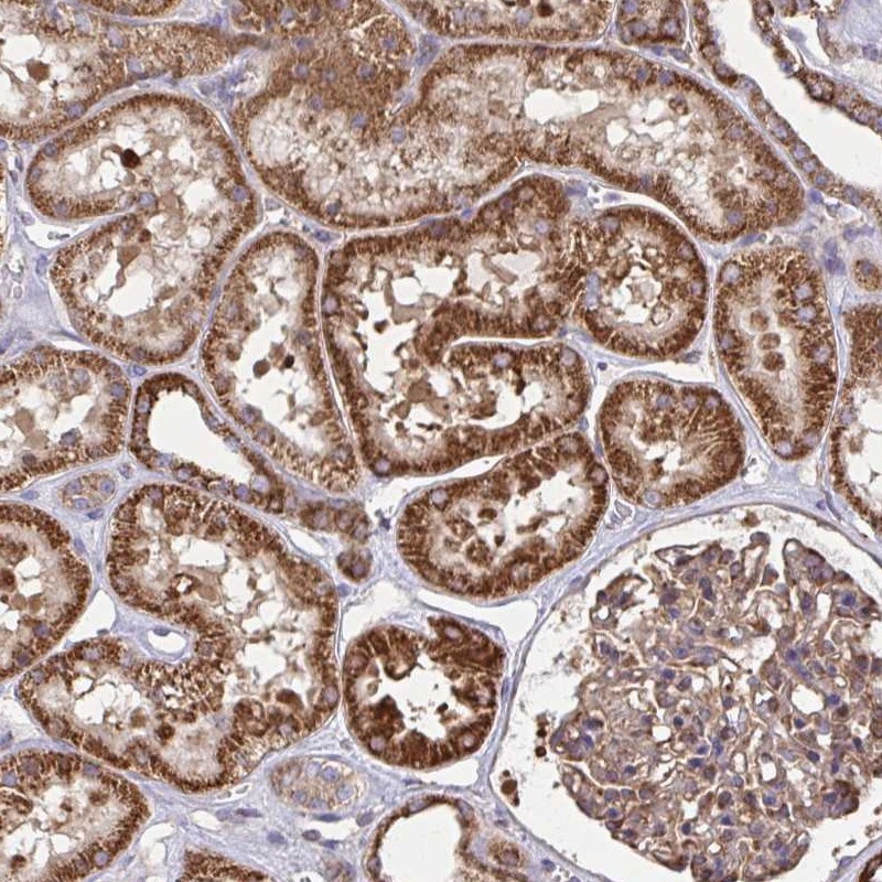 Atlas Antibodies Anti-NMNAT3 Antibody