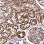 Atlas Antibodies Anti-NMNAT3 Antibody