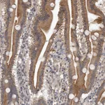 Atlas Antibodies Anti-NMUR1 Antibody