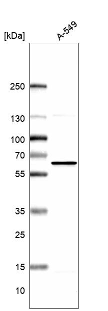 Atlas Antibodies Anti-NMT1 Antibody