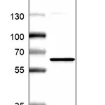 Atlas Antibodies Anti-NMT1 Antibody