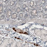 Atlas Antibodies Anti-NMU Antibody