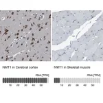 Atlas Antibodies Anti-NMT1 Antibody