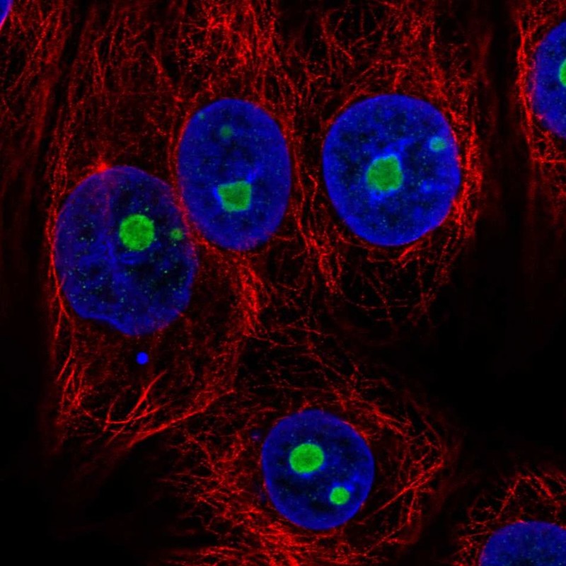Atlas Antibodies Anti-NOC2L Antibody