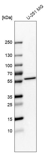 Atlas Antibodies Anti-NOC4L Antibody