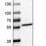 Atlas Antibodies Anti-NOC4L Antibody