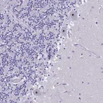 Atlas Antibodies Anti-NOC2L Antibody