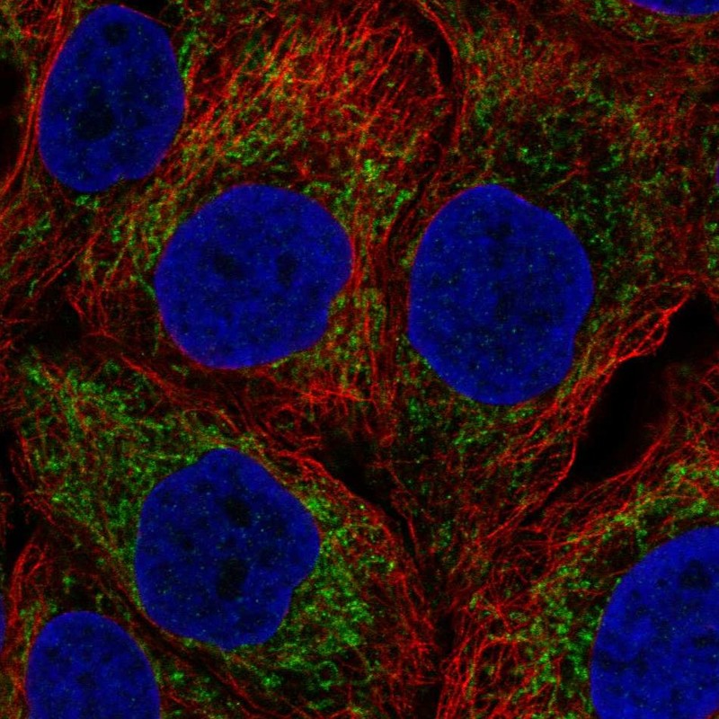 Atlas Antibodies Anti-NOD1 Antibody