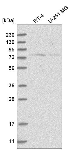 Atlas Antibodies Anti-NOL10 Antibody