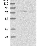 Atlas Antibodies Anti-NOL10 Antibody