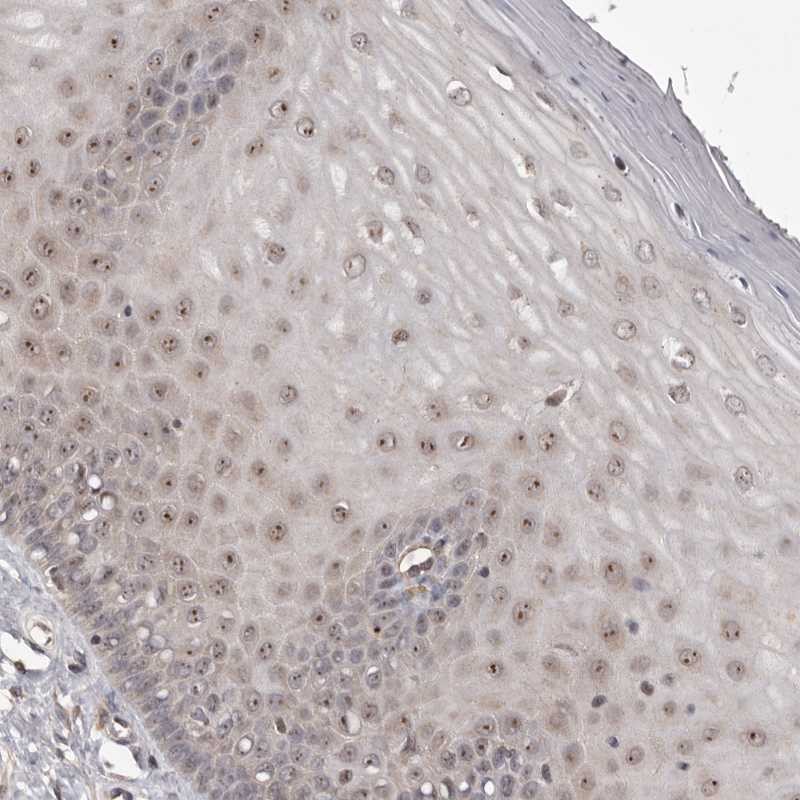 Atlas Antibodies Anti-NOL12 Antibody