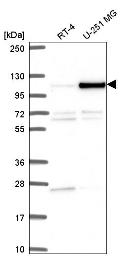 Atlas Antibodies Anti-NOC3L Antibody