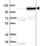 Atlas Antibodies Anti-NOC3L Antibody