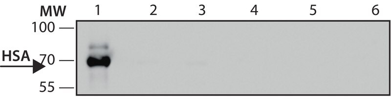 Merck Anti-Human Serum Albumin antibody, Mouse monoclonal