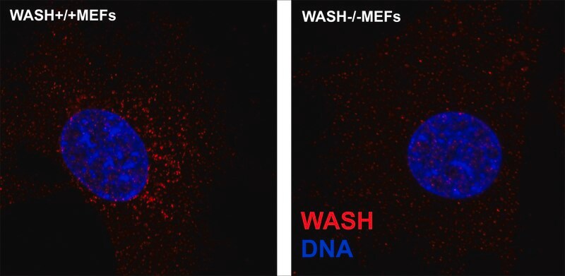 Merck Anti-WASH1 antibody, Mouse monoclonal
