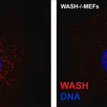 Merck Anti-WASH1 antibody, Mouse monoclonal