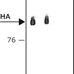 Merck ANTI-HA−PEROXIDASE ANTIBODY, MOUSE MONO&