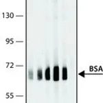 Merck ANTI-BOVINE SERUM ALBUMIN ANTIBODY&