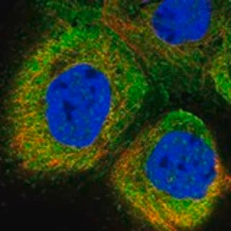 Merck Anti-SLC28A1 antibody produced in rabbit
