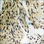 Merck Anti-phospho-Dab1 (pTyr232) antibody produced in rabbit