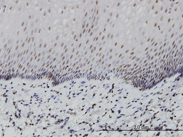 Merck Monoclonal Anti-PTF1A antibody produced in mouse