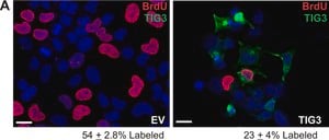Merck MOUSE MONOCLONAL ANTI-BRDU (HISTOLOGY &