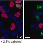 Merck MOUSE MONOCLONAL ANTI-BRDU (HISTOLOGY &