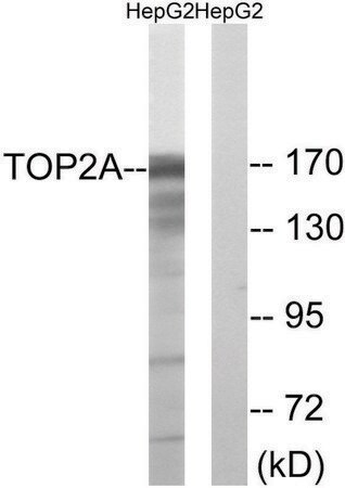 Merck Anti-TOP2A antibody produced in rabbit