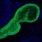 Thermo Fisher Scientific Goat anti-Mouse IgG1 Cross-Adsorbed Secondary Antibody, Alexa Fluor 488