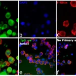 Thermo Fisher Scientific F(ab`)2-Goat anti-Human IgG, IgM, IgA (H+L) Secondary Antibody
